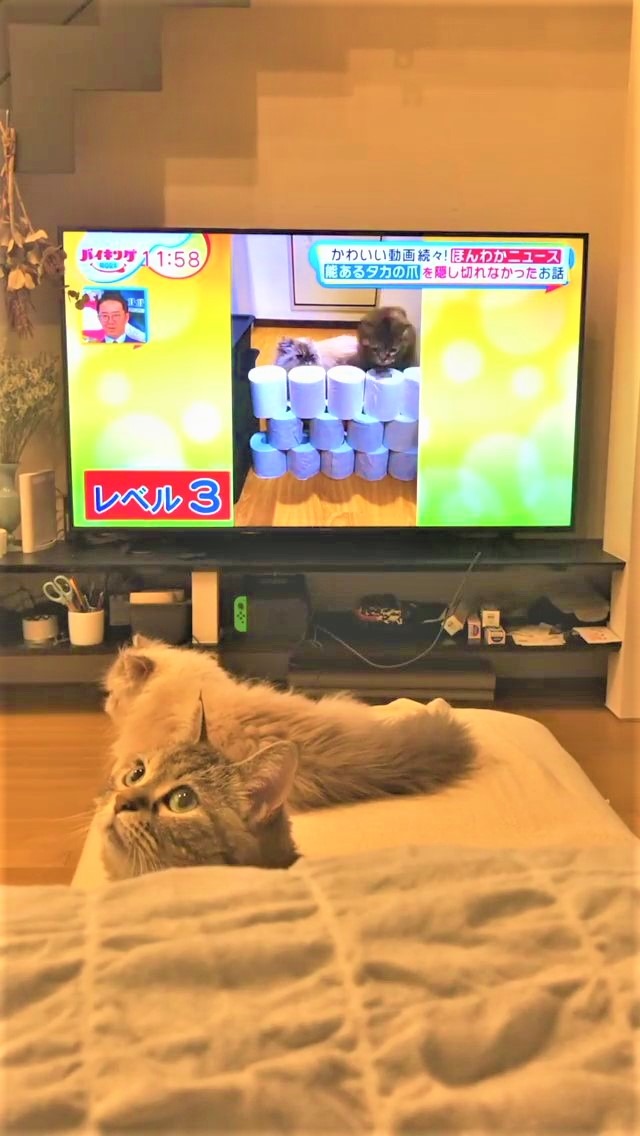 猫　テレビ