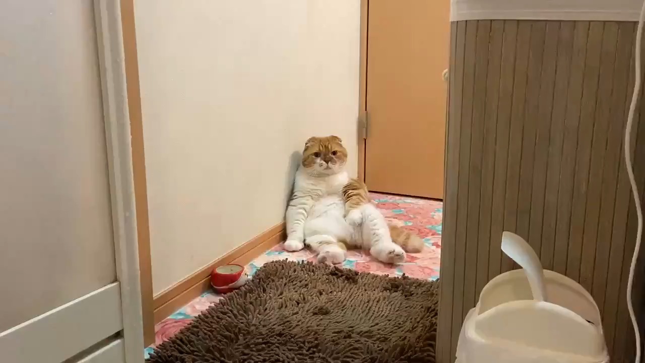 壁に寄りかかってお座りしている猫