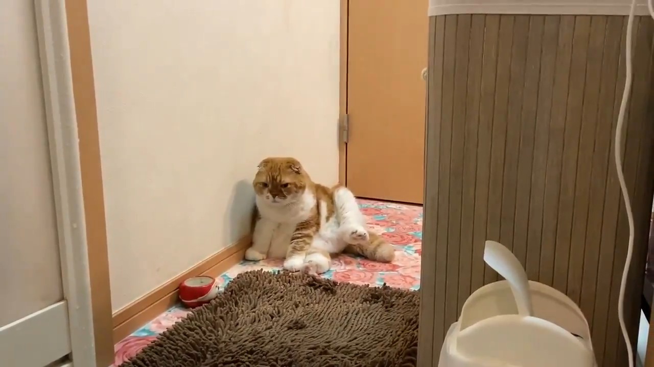 壁に寄りかかってお座りしている猫