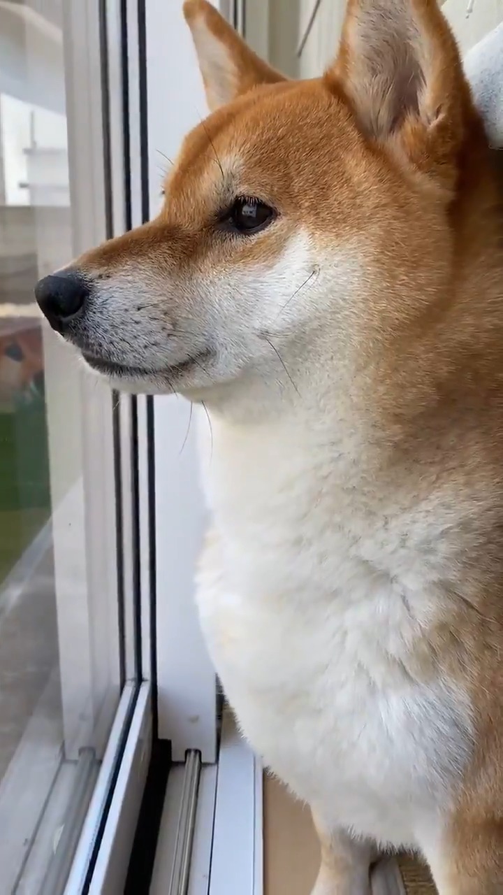 窓の外を眺めている柴犬