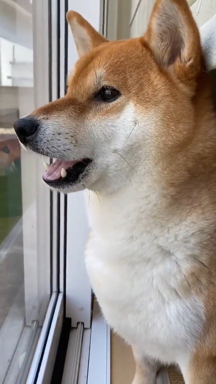 窓の外を見て鳴いている柴犬