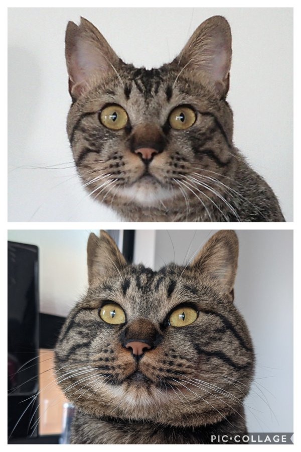 同一猫の昔と今の比較画像