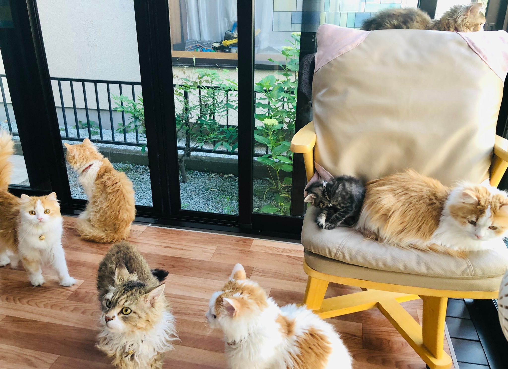 部屋の中でくつろぐ7匹の猫たち