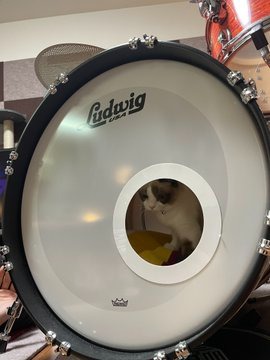ドラムの中に入っている猫
