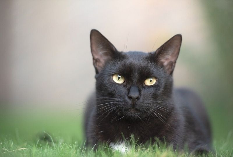 草むらにいる黒猫