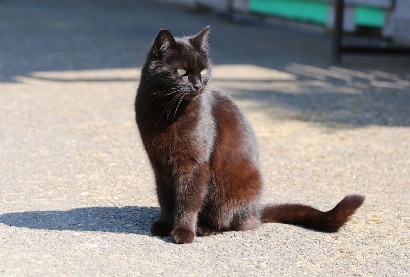 屋外で撮った黒猫