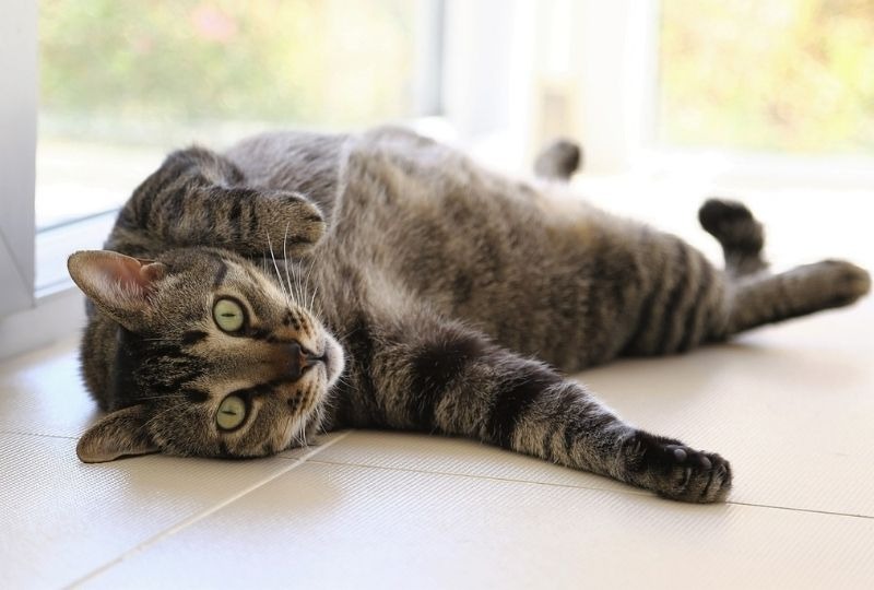 夏になると猫が落ちている⁉あなたの家にも「落とし物猫」がいませんか？