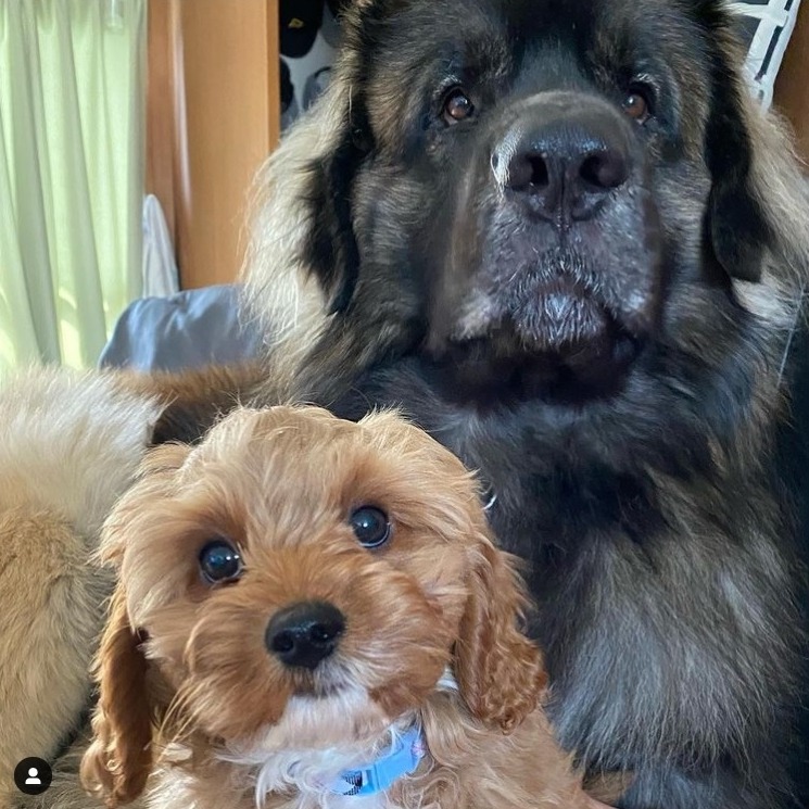 超大型犬のレオンベルガー＆小型犬のキャバプー