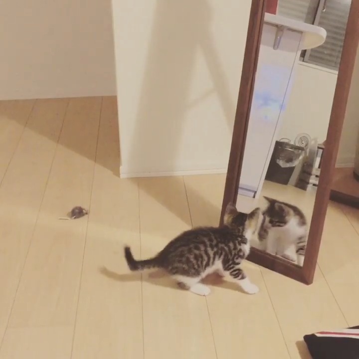 鏡に映る自分を見つめる子猫