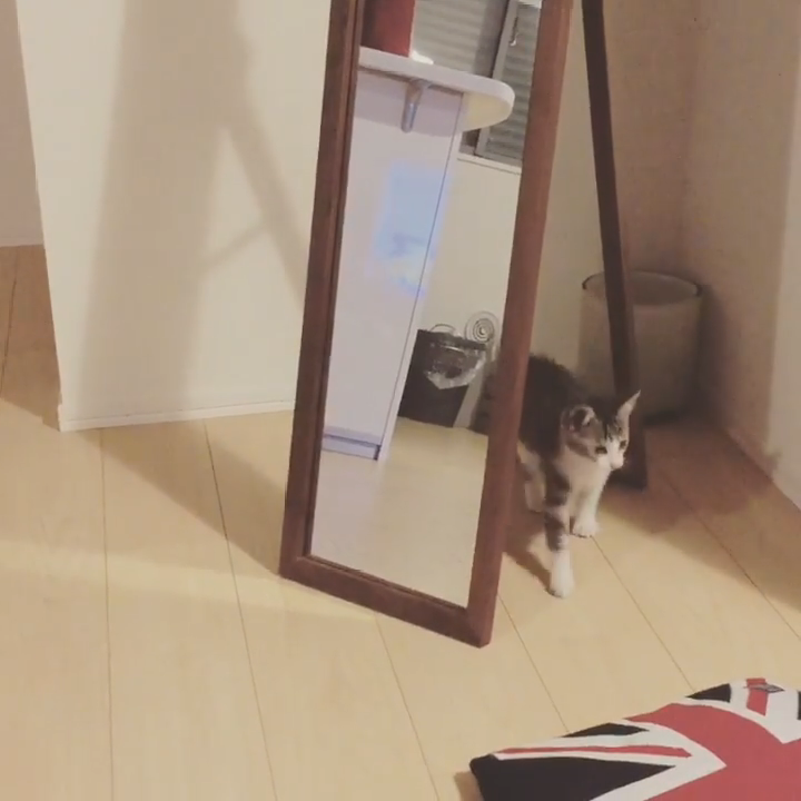 鏡の後ろで佇む子猫