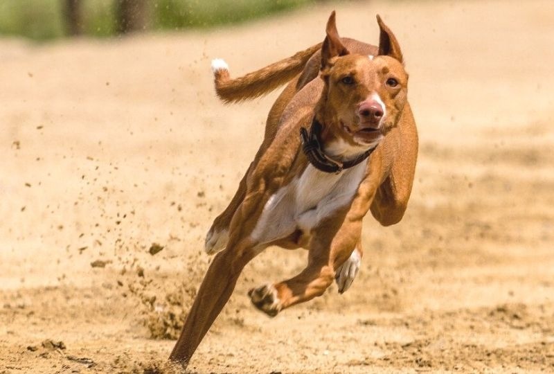 犬はどれくらい速く走れるの？人間よりも小型犬の方が足が速い！