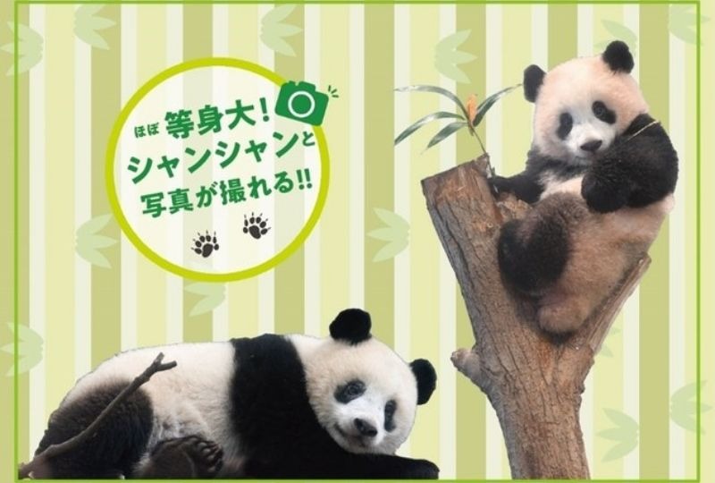 【今日が最終日】上野動物園のシャンシャンが4歳に！楽しいイベントも開催！