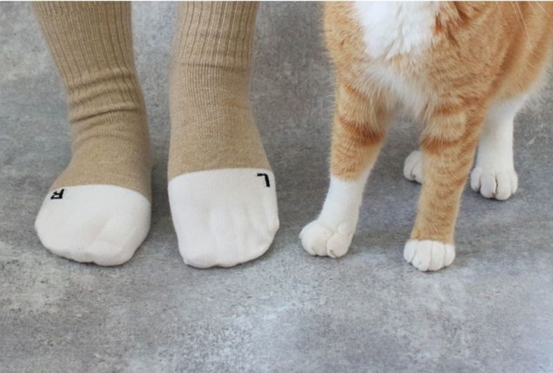 猫と靴下