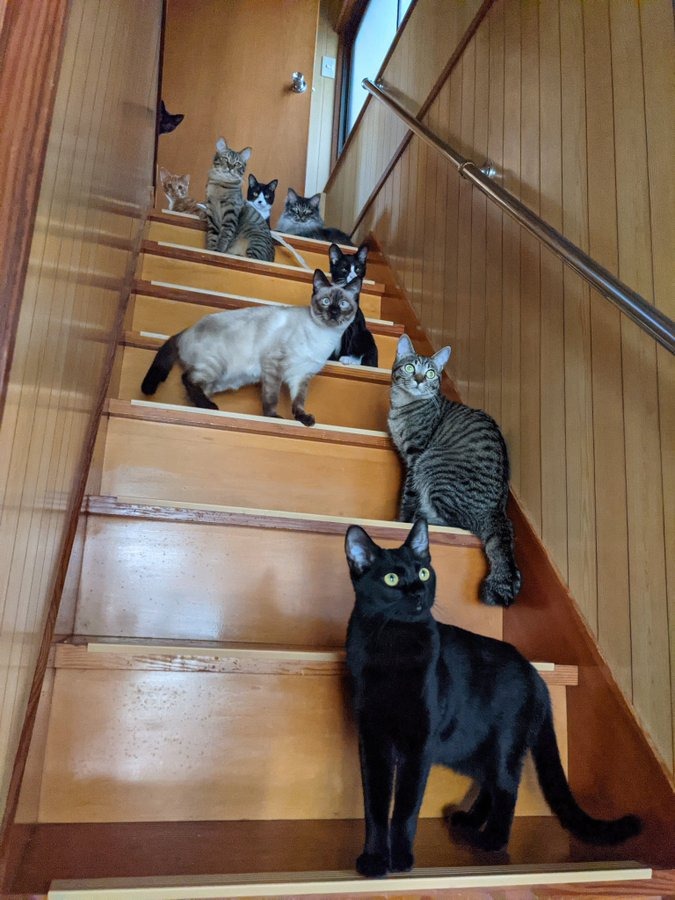 階段に群がる猫たち