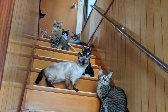「パラダイス」「幸せのナイアガラ」9匹の猫ちゃんが階段に群がる圧巻の光景が話題！