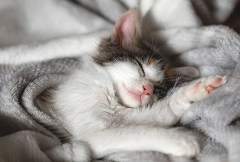 毛布にくるまれて眠る猫