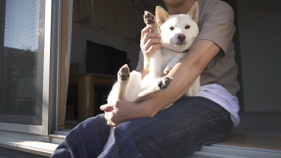 飼い主さんの膝の上に抱っこされて嬉しそうな柴犬