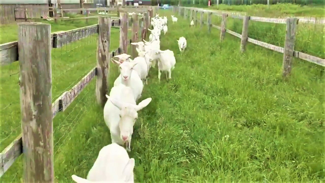 1列で移動する大勢のヤギさんたち。どこまでも限りなく続く行列に注目集まる！