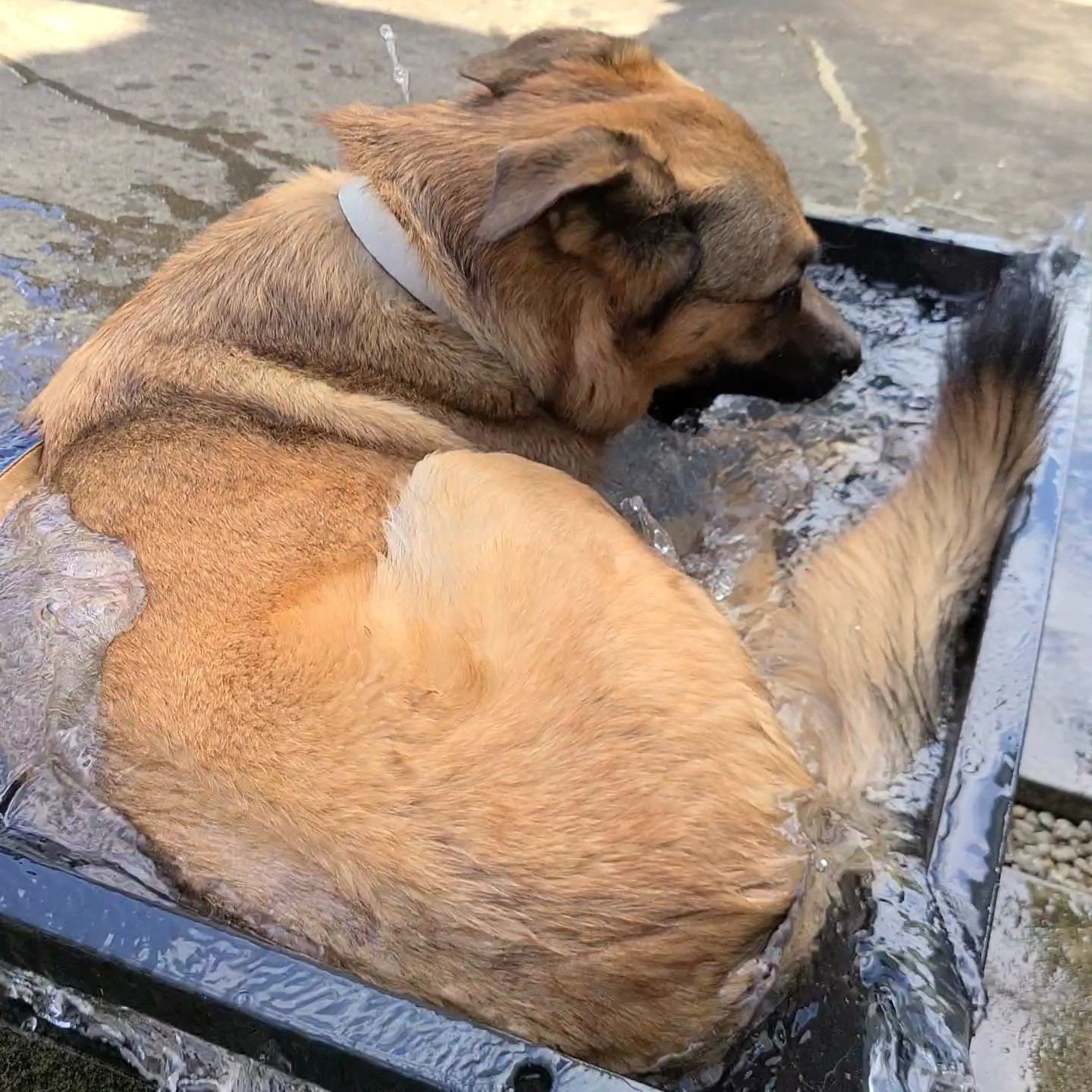水で遊ぶ大型犬