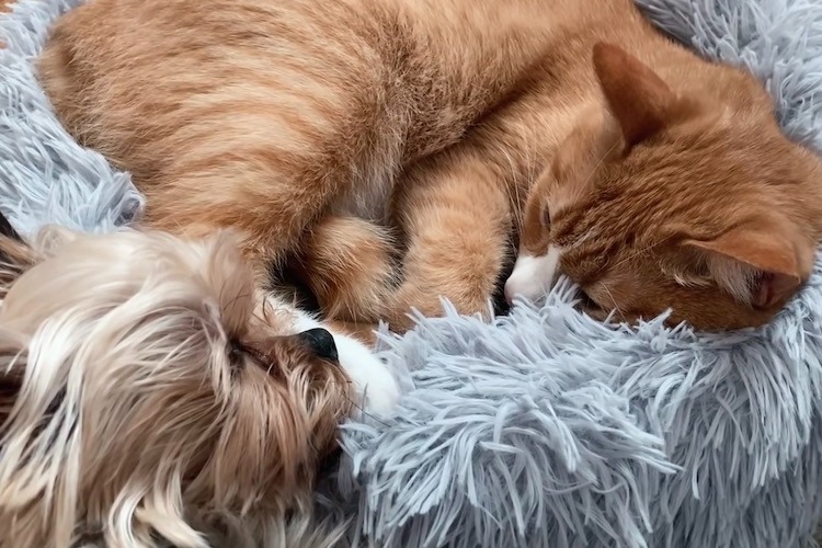 寝ている猫のウラとヨークシャーテリアのイッヌ