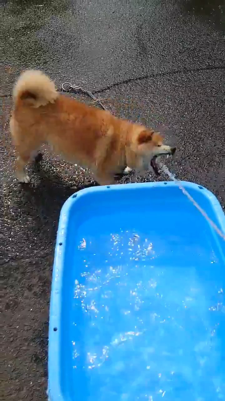 水道の水を飲もうとしている柴犬