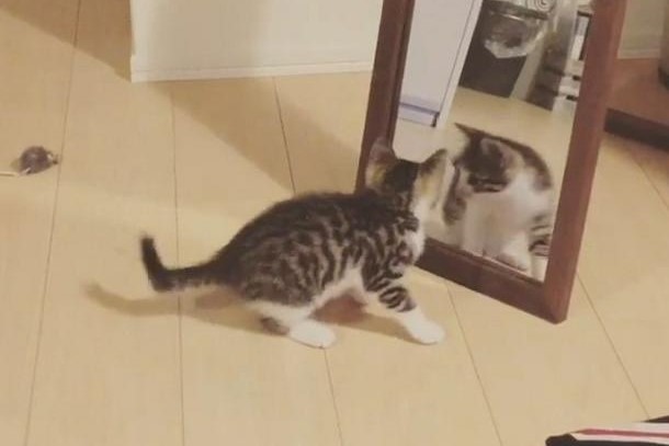 鏡に映る自分に興味津々！子猫ちゃんのお茶目な仕草に胸キュンが止まらないっ♡