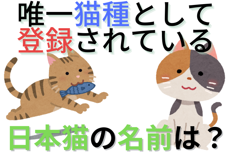 【猫の雑学クイズ】日本猫の中で、唯一猫種として登録されている猫の名前は？