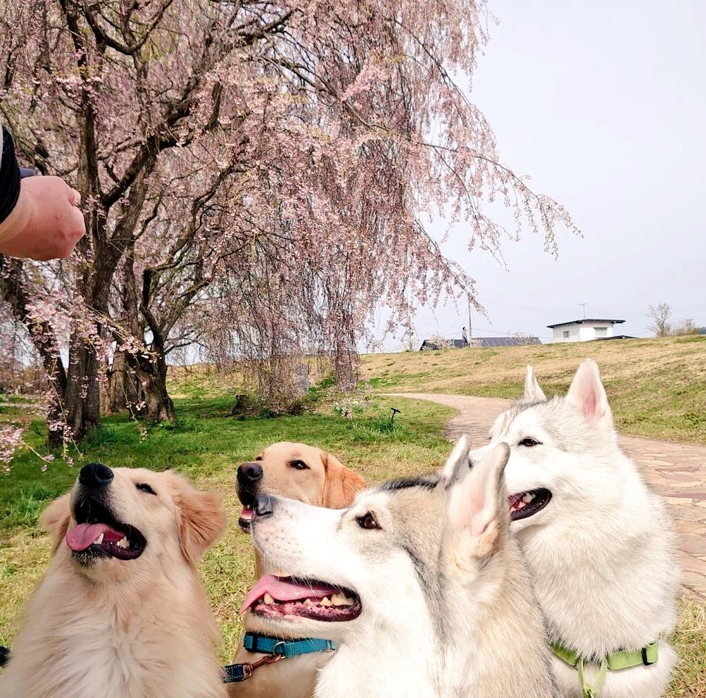 おやつを待っているハスキー犬とミックス犬