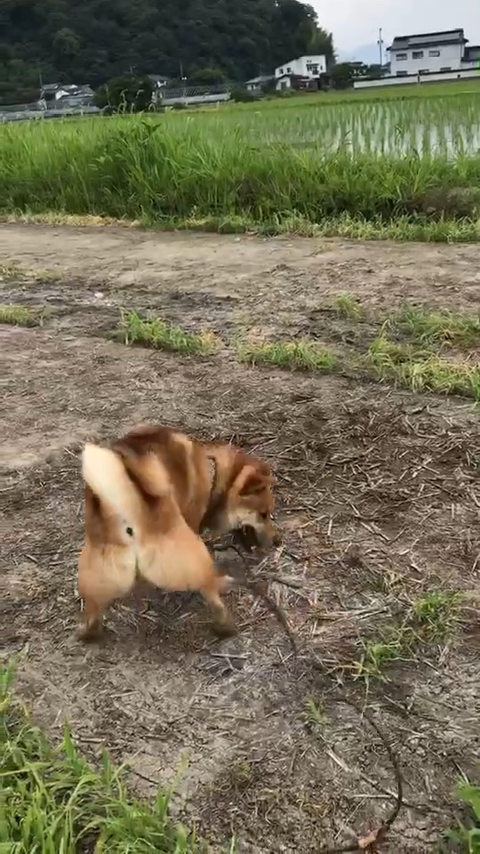 土の上で遊ぶ柴犬