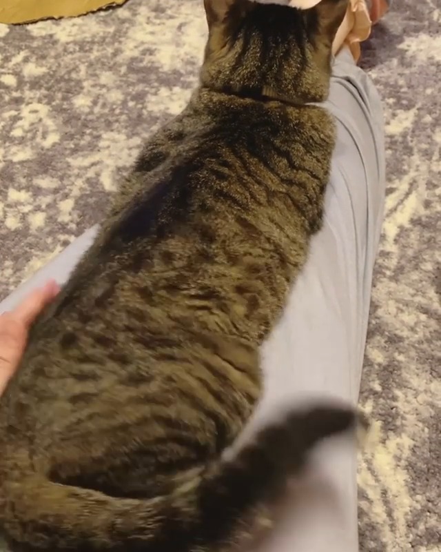 足の上　猫