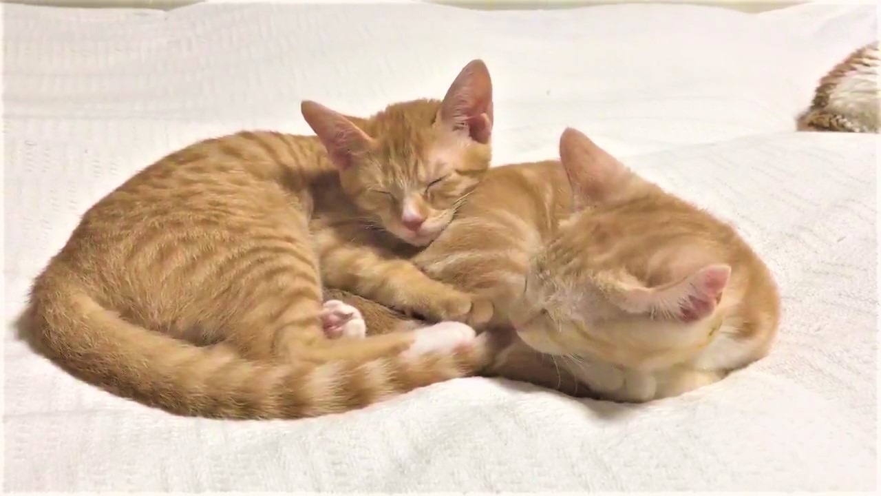 再生数は210万回！！兄弟猫のお尻を枕に眠る子猫くんが尊すぎて悶絶必至