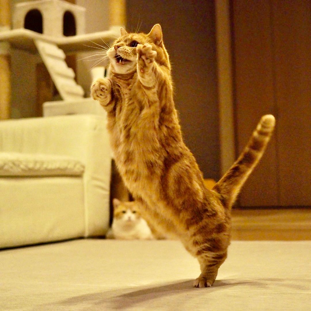 猫　盆踊り　