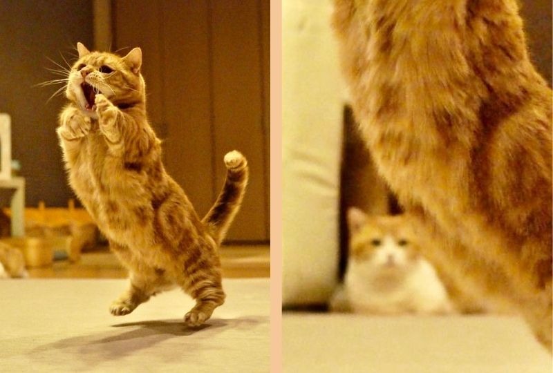【爆笑】妹に盆踊りの腕前を披露する兄猫。それを見た妹猫の反応は・・・？