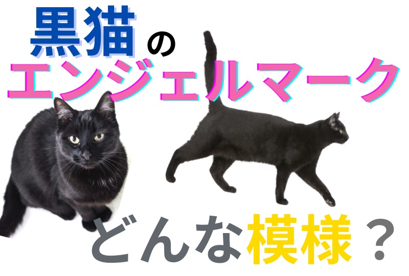 【猫の模様クイズ】】黒猫のエンジェルマークってどんな模様？
