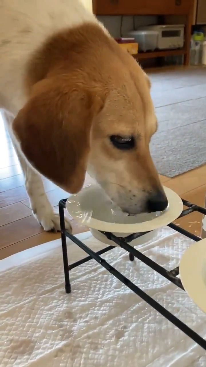 水を飲む　犬