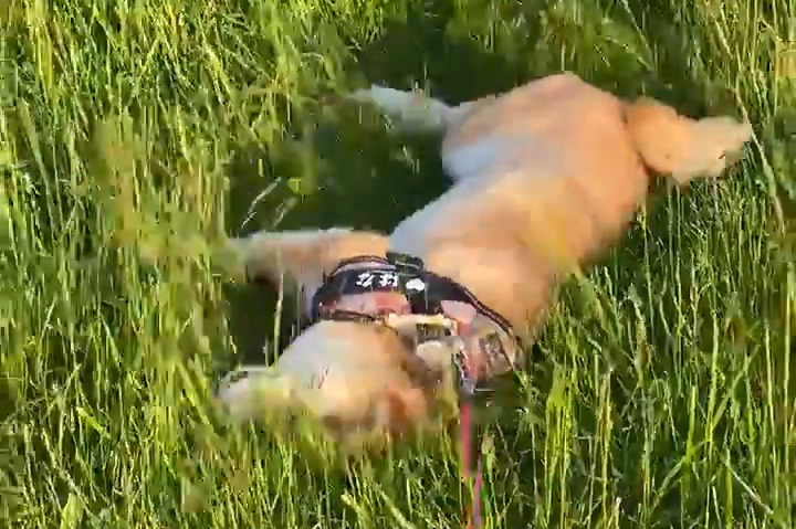 芝生をすべる感覚が最高なの！エアー犬かきが止まらない柴犬さんに大爆笑