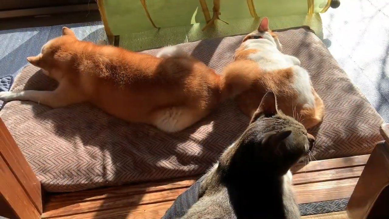 柴犬　猫　日向ぼっこ