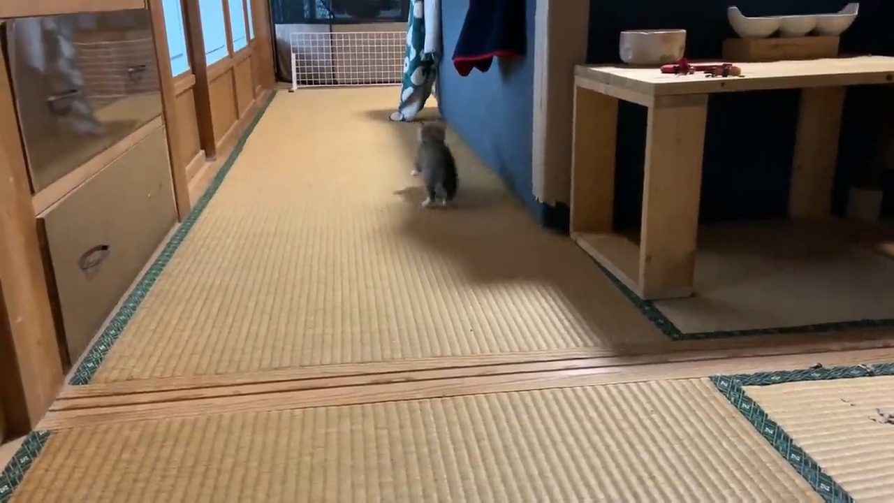 子猫　走る