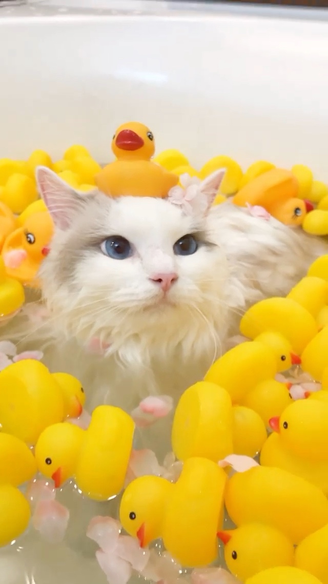 猫　風呂