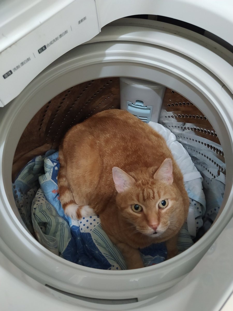 茶トラ猫　洗濯機