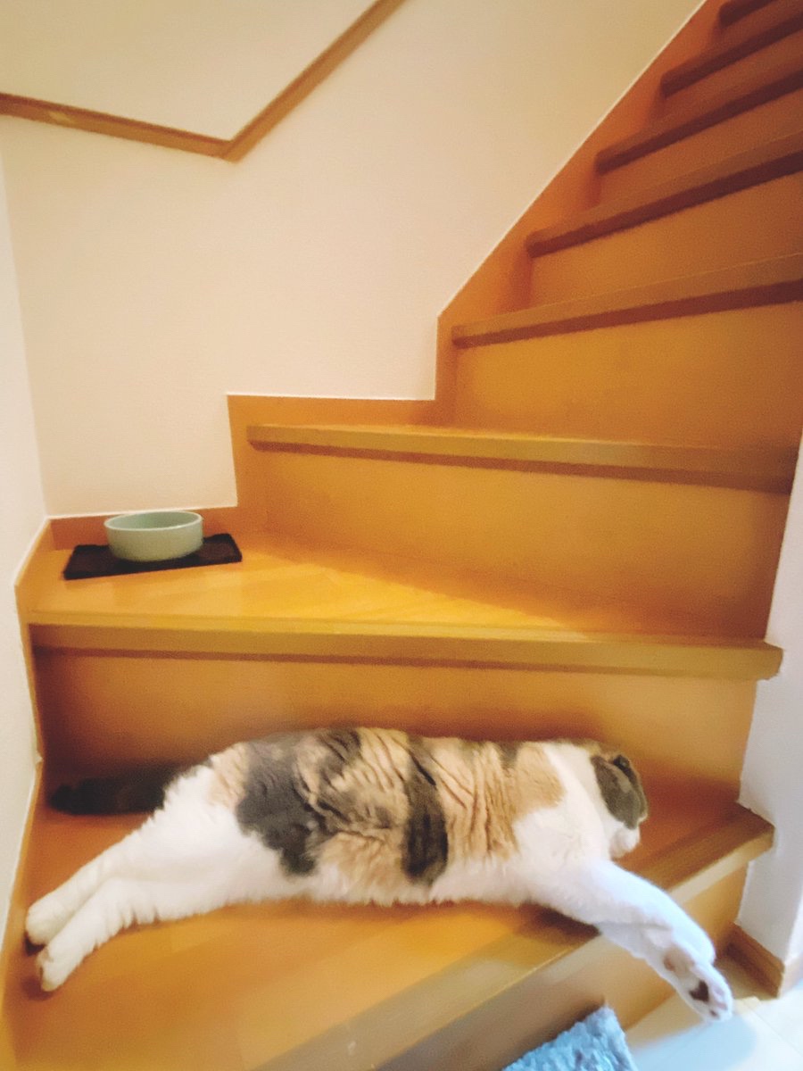 猫　階段