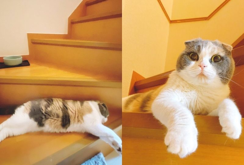 階段を通行止めにしている猫さん。「通行料はおやつニャ」と企んでいるお顔が可愛すぎる