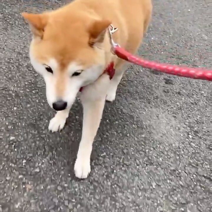 柴犬　散歩