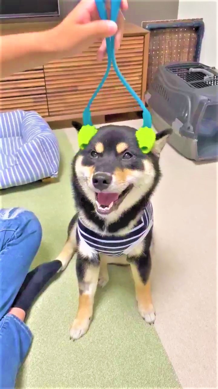 犬　マッサージ