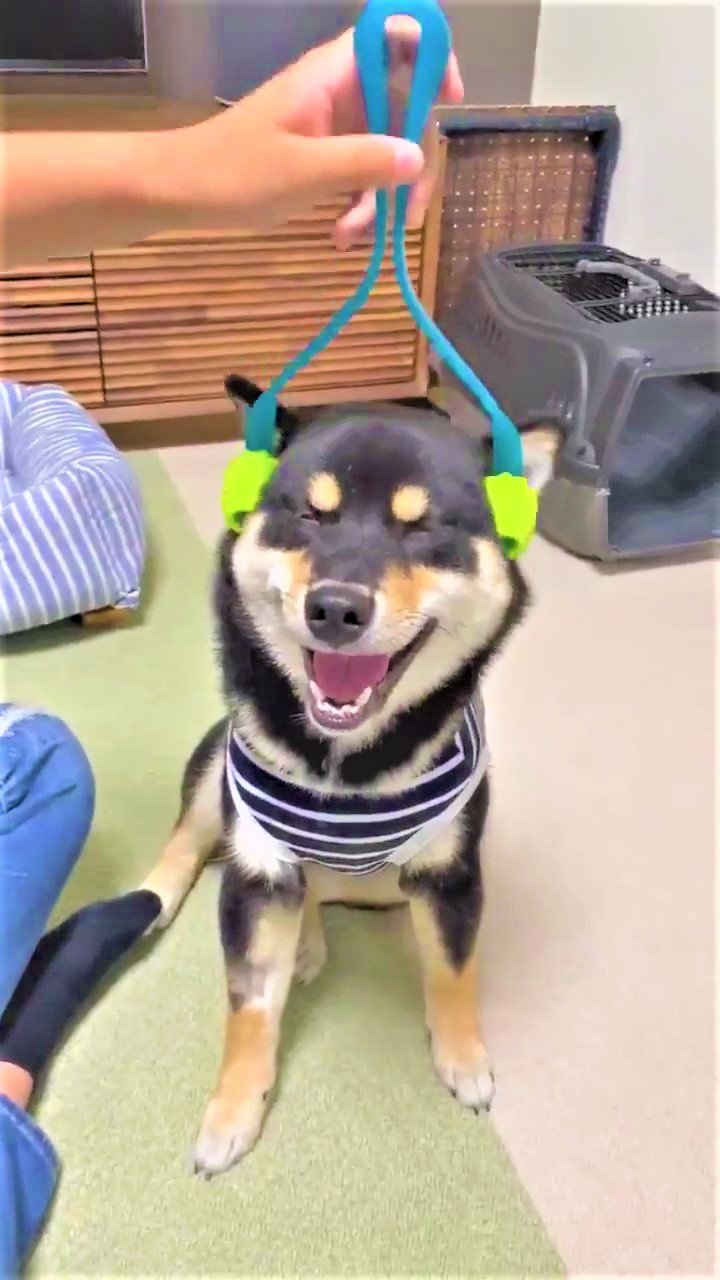 犬　マッサージ