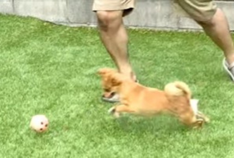 飼い主さんとボール遊びするチワワ