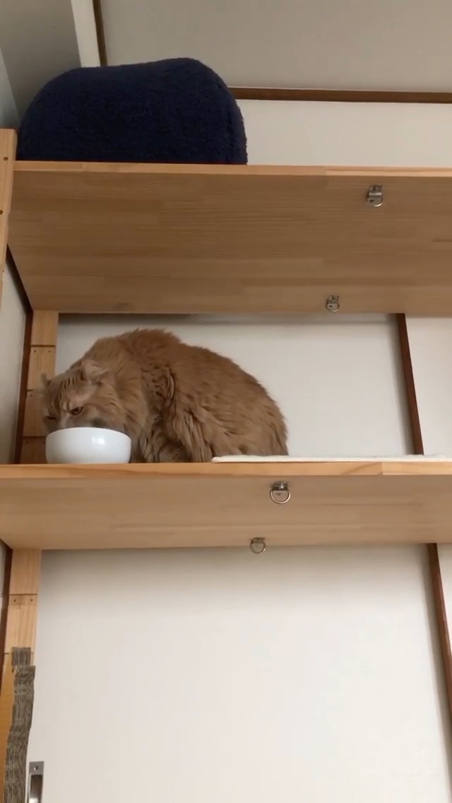 猫　水を飲む