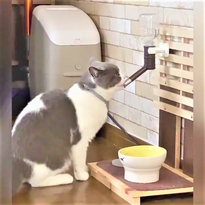 猫　水