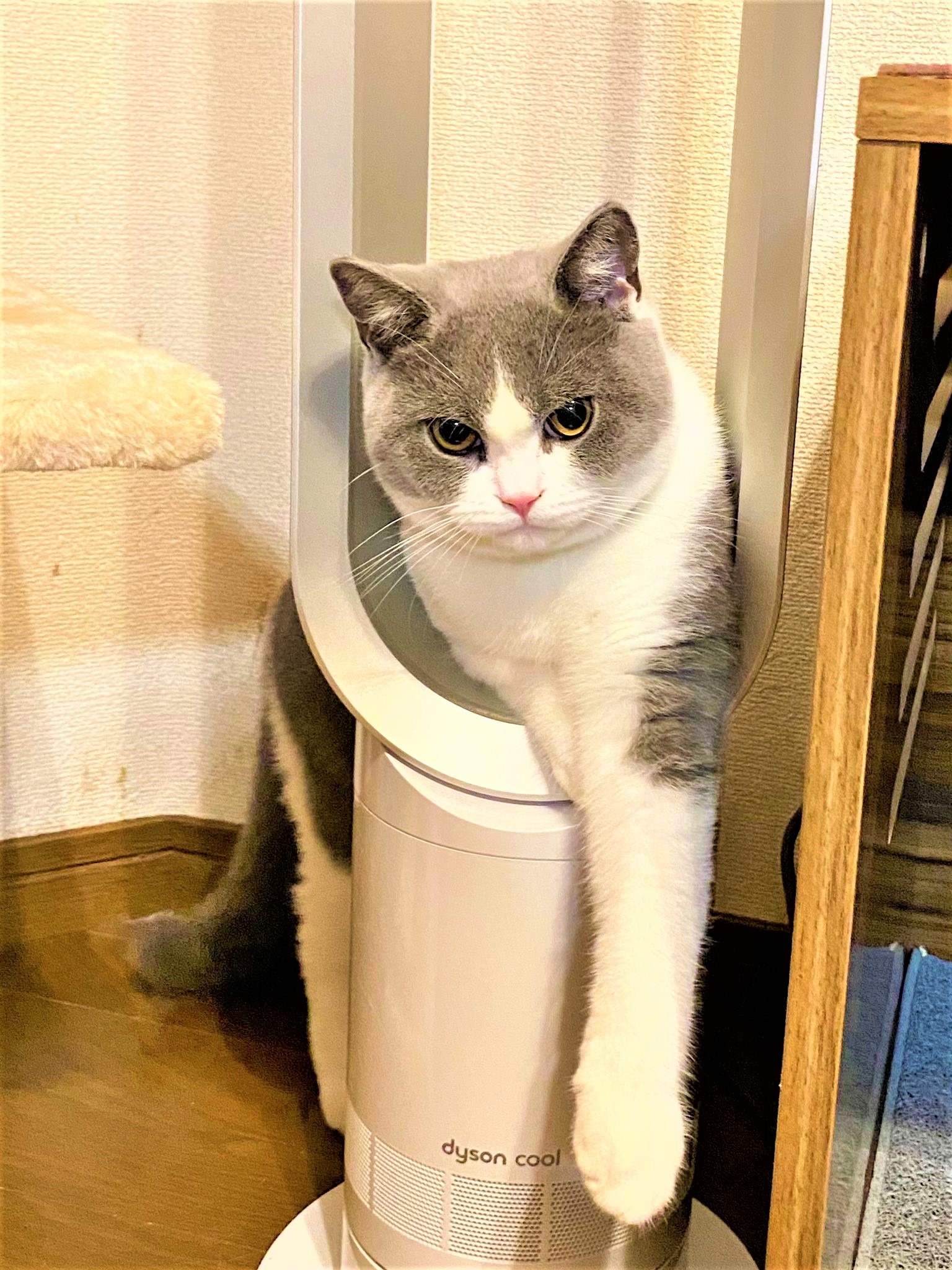 猫　冷房