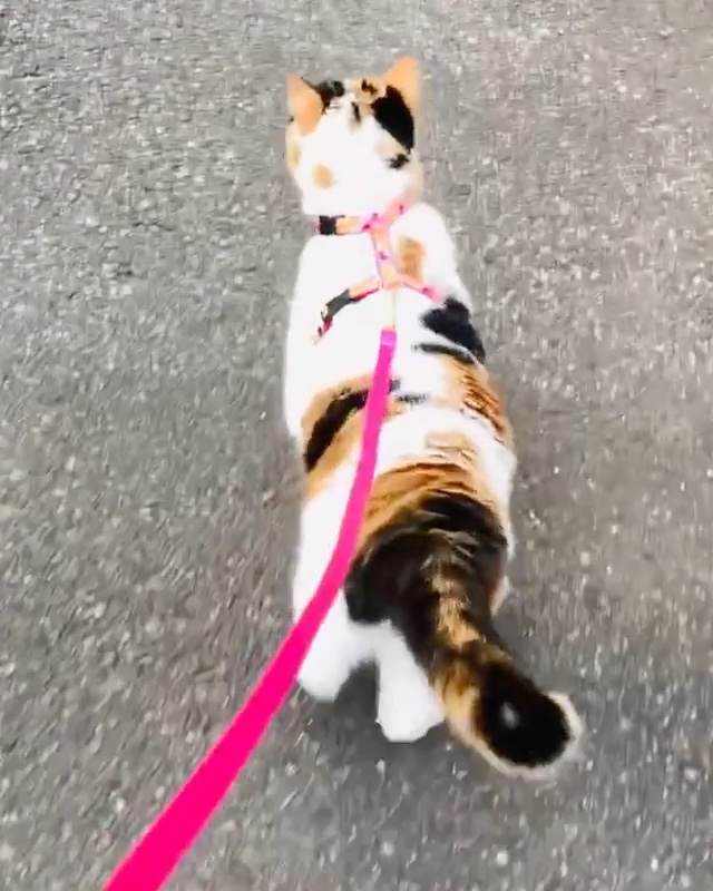 猫歩く